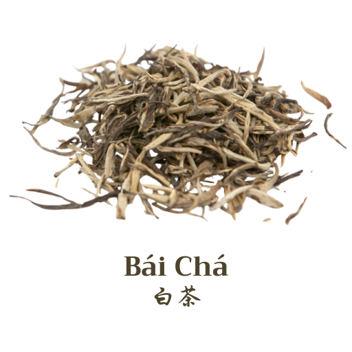 Introduction to White Tea