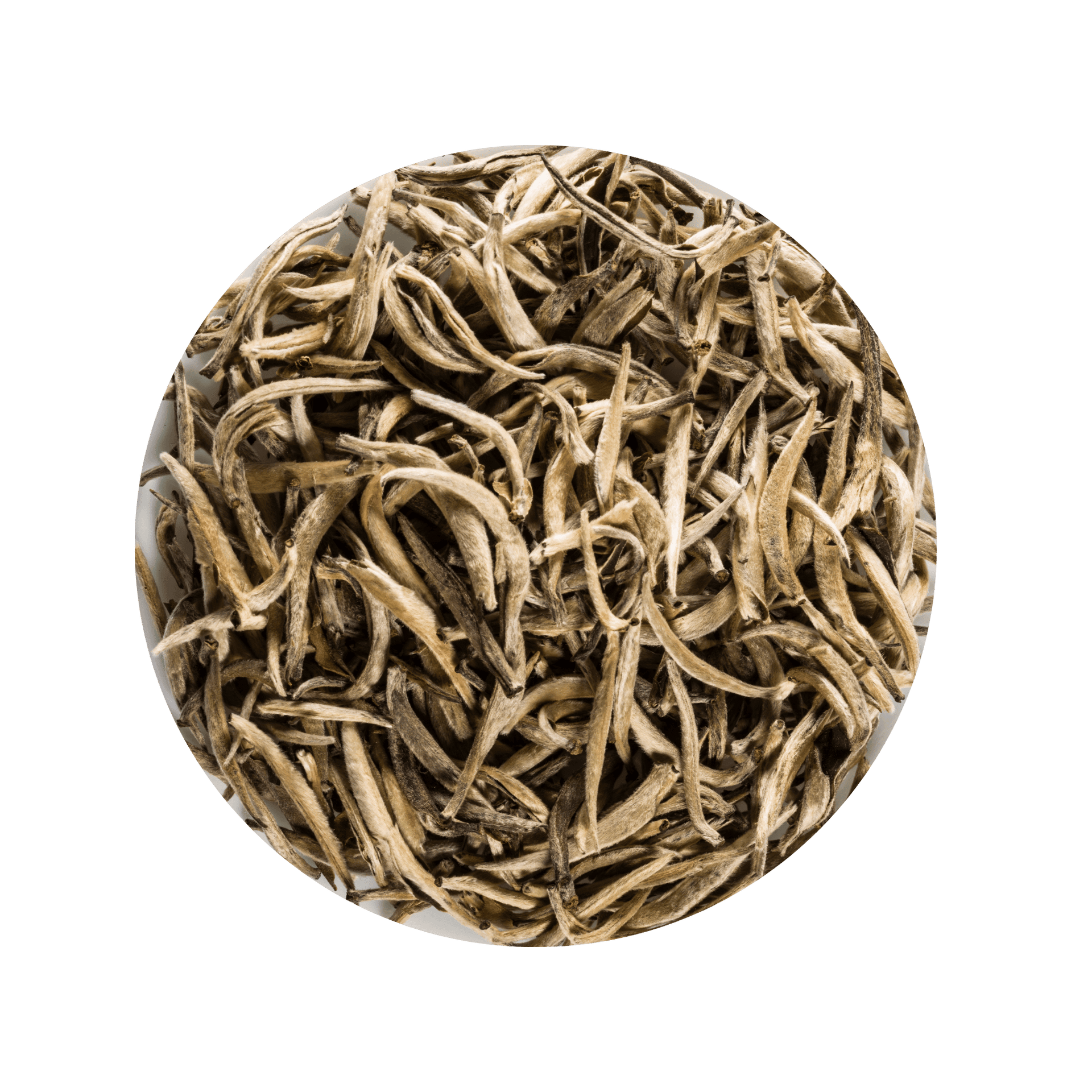 White tea buds on a light gray background