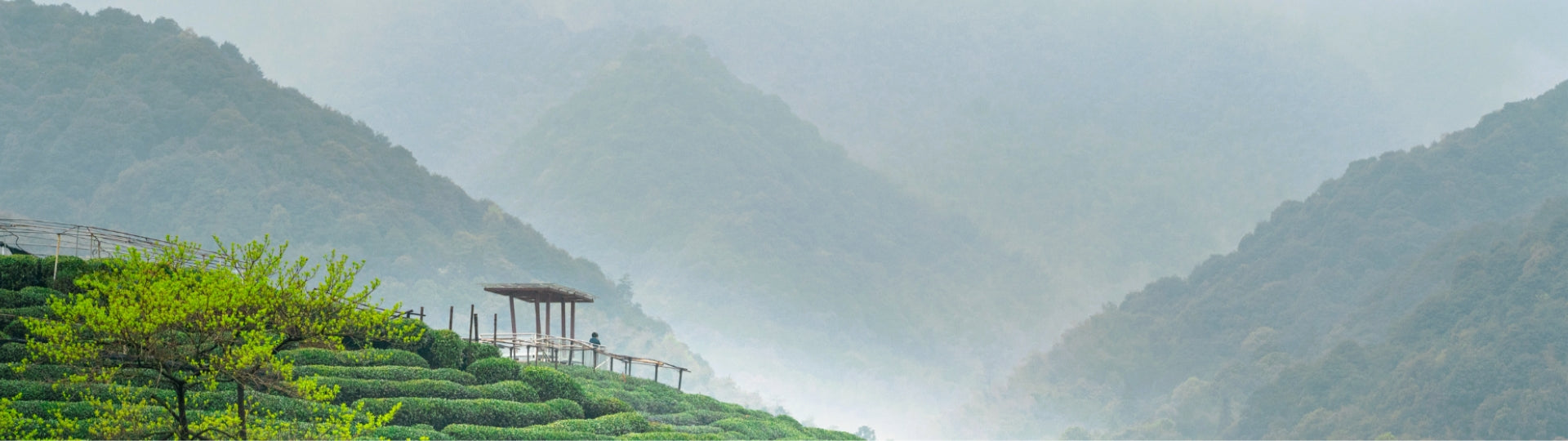 Mountain tea plantation with a wooden shelter on a misty day