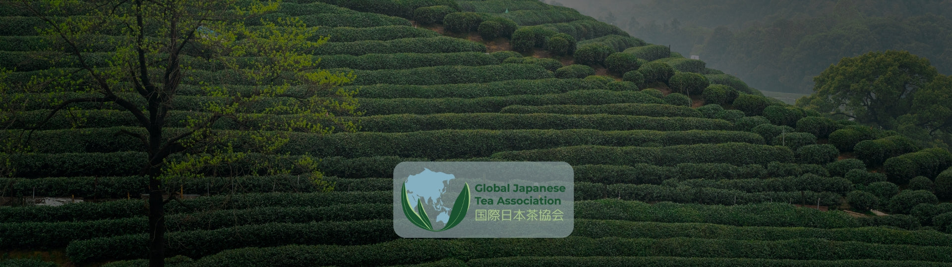 Tea plantation with a Global Japanese Tea Association logo with dark overlay