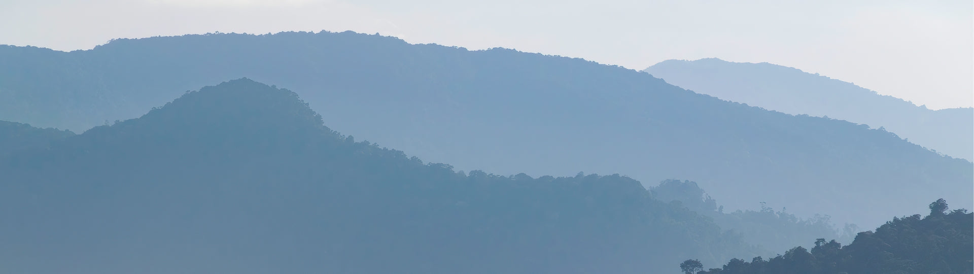 Silhouette of green tea mountains with a clear sky