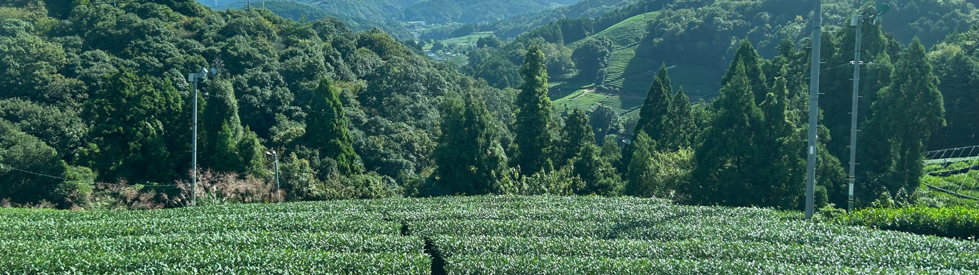 Japanese Tea plantation with lush green trees in the background