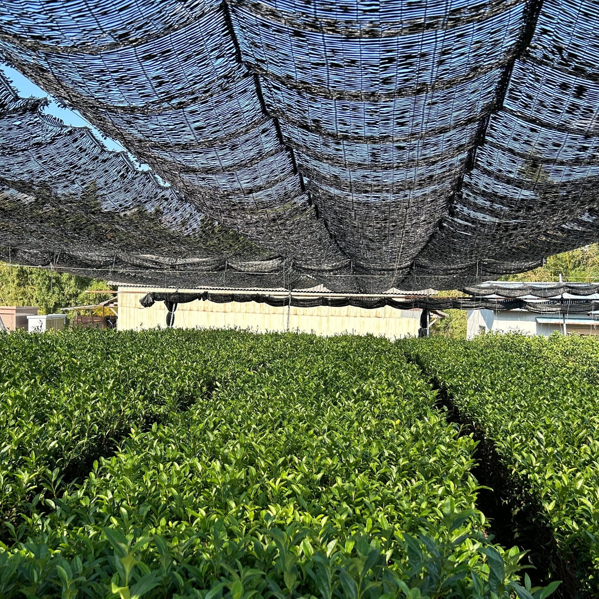 A teafield shaded with black nylon net
