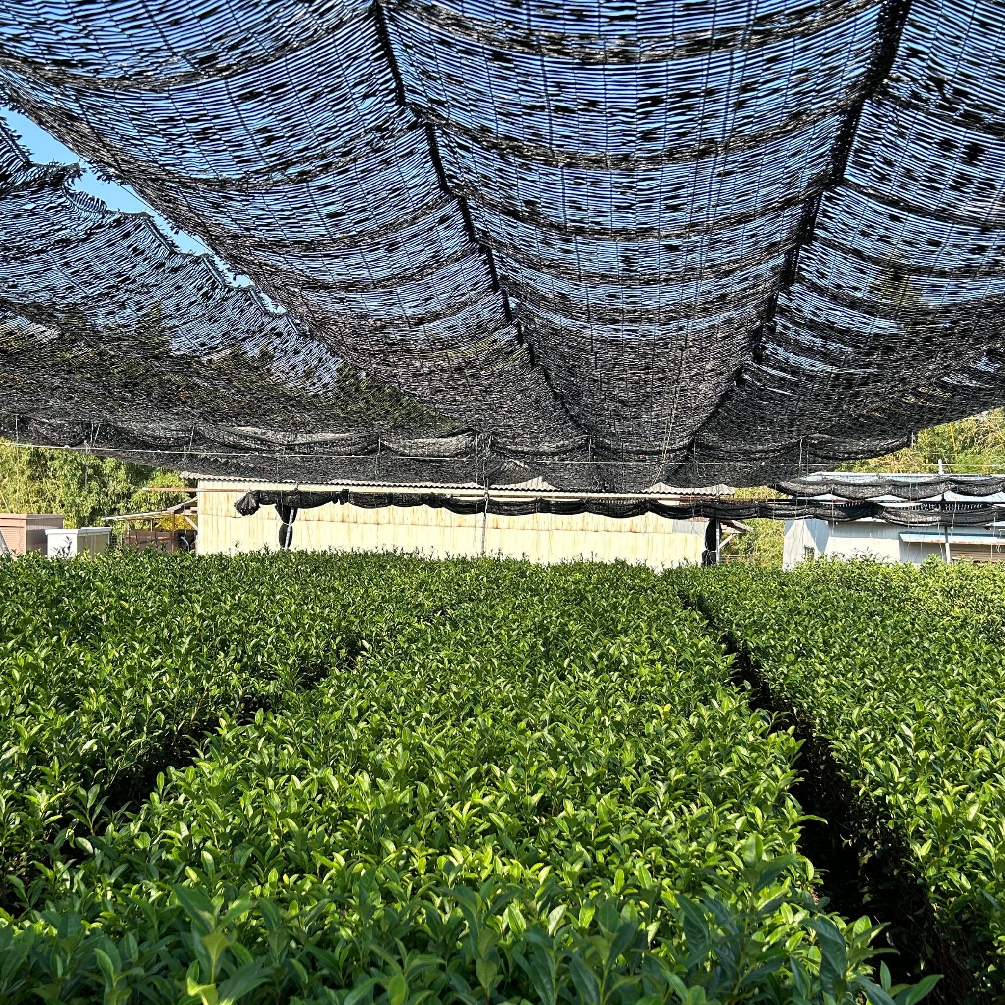 A teafield shaded with black nylon net