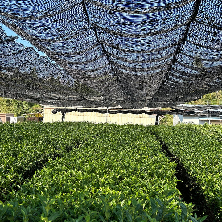 A teafield shaded with black nylon net