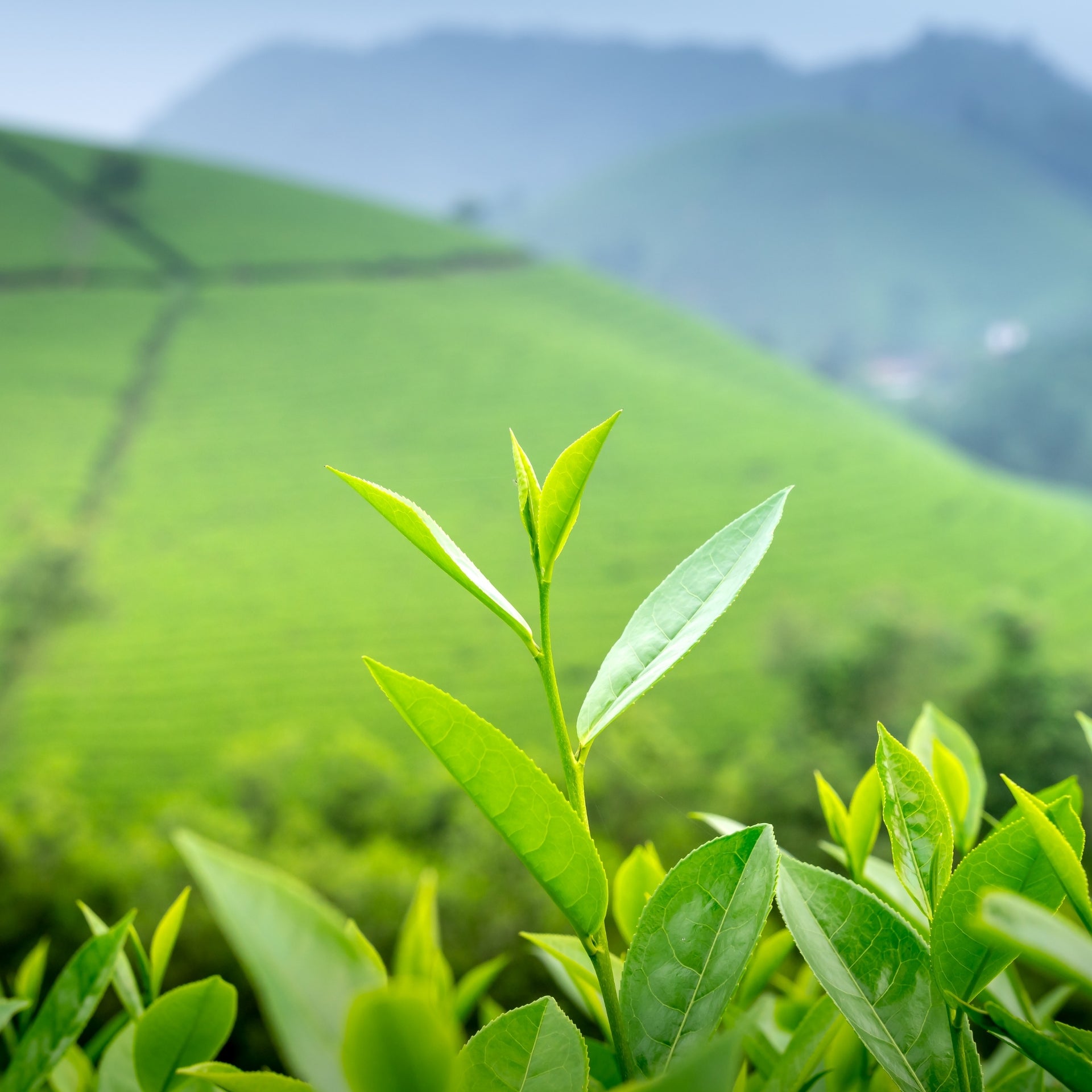 Close-up of green tea leaves with a blurred background of green hills and mountains